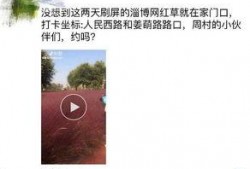淄博网红爆料最新消息,揭秘城市新热点与幕后故事
